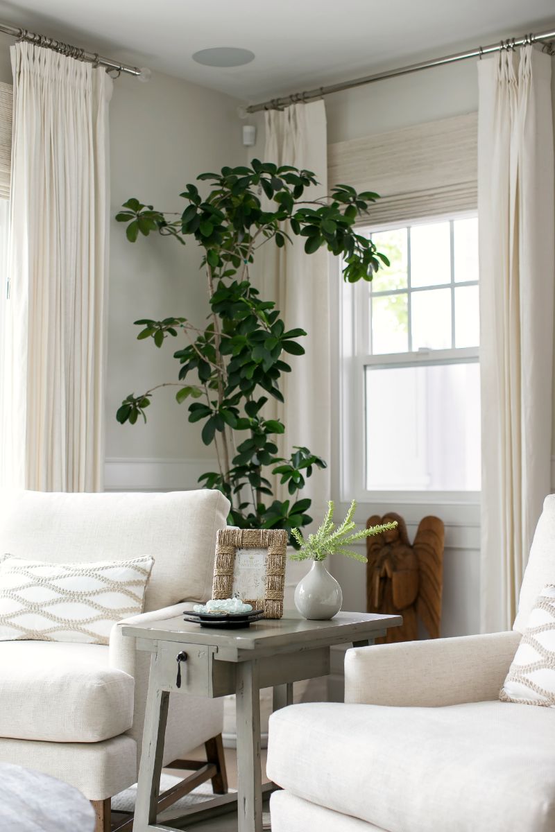 Sitting corner with white armchairs and a fiddle-leaf fig